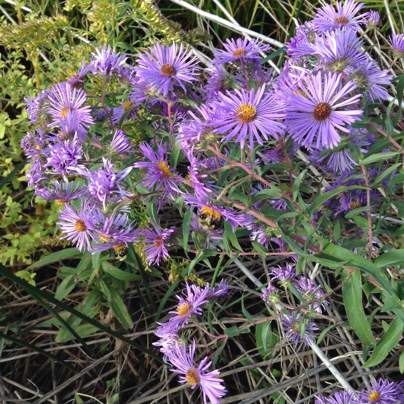 aster toxic to dogs